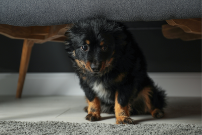 Common Stressors for Your Dog and How to Avoid Them