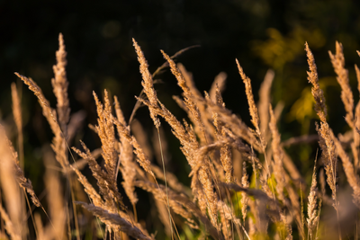 Understanding Foxtail Risks for Dogs and How to Prevent Them