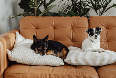 How to Tell if Your Pet Is Feeling Seasonal Stress