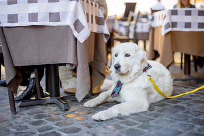 10 Best Dog-Friendly Restaurants in the U.S.