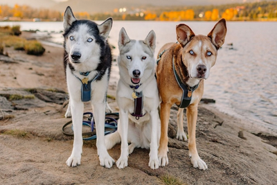 The Importance of Dog ID Tags