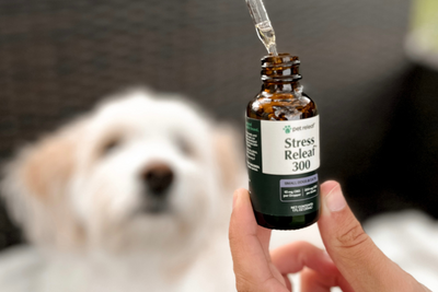 Human CBD for Pets: All You Need to Know