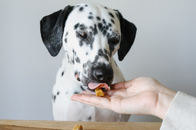 CBD Gummies vs Chews for Dogs: Which Is Better?