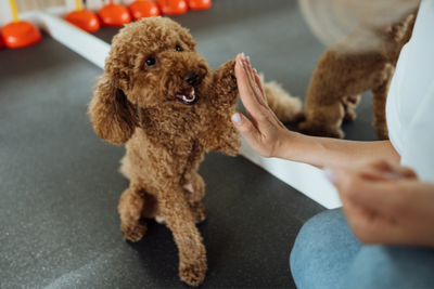6 Tips To Make Training Easier For You And Your Dog