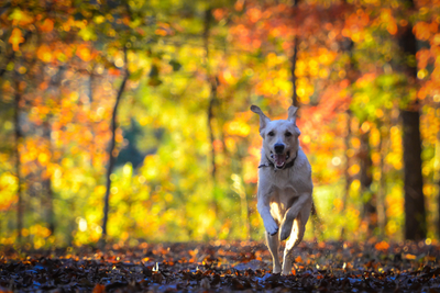 Why Fall Is the Best Time to Reassess Your Pet’s Wellness Routine