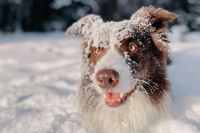 How Winter Air Affects Your Dog’s Skin and Coat
