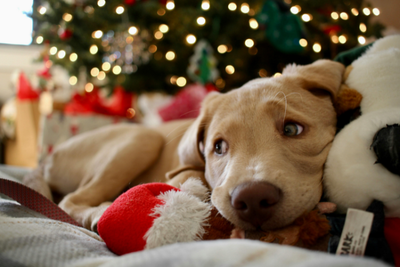 Why the Holidays Can Be Stressful for Pets (and How to Help Them Stay Calm)