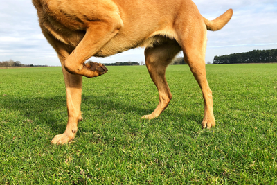 Common Joint Issues in Pets and How to Manage Discomfort