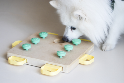 7 Unique Indoor Activities For You and Your Dog