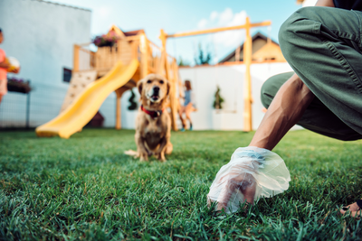 What Your Dog's Poop Can Tell You About Their Health
