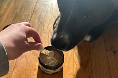 A Guide to Prebiotics, Probiotics, and Postbiotics for Pets