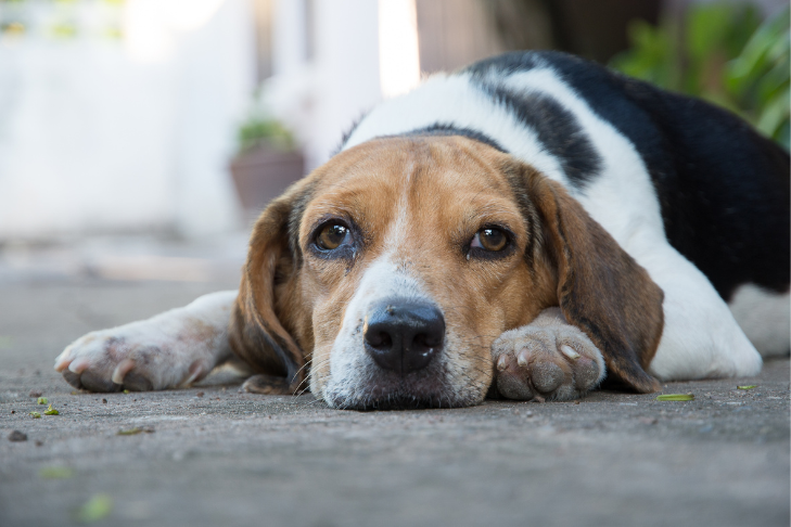 Beagle laying on the ground looking sad because they are experiencing pain