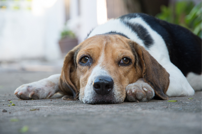 How to Tell if Your Dog is in Pain