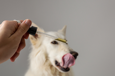 What Are the Effects of CBD on Dogs When Given Daily?