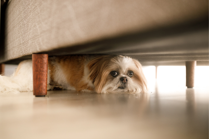 dog hiding under couch because scared of owner's significant other