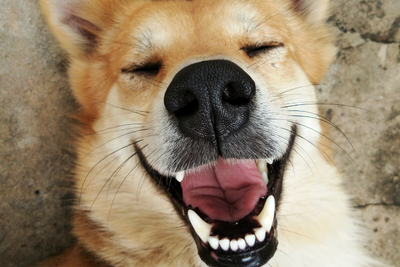 15 Hilarious Jokes About Dogs & Cats