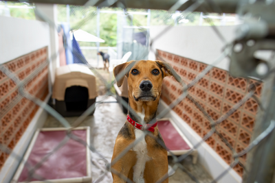 How You Can Support Your Local Rescue Shelters 
