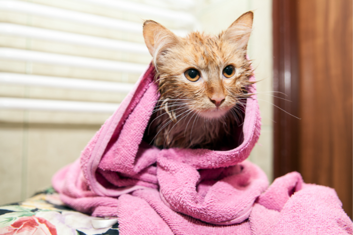 cat bath feline grooming