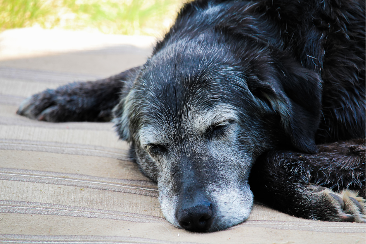 senior dog aging canine