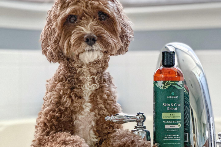 dog with skin & coat and skin & paw releaf CBD shampoo and conditioner and topical