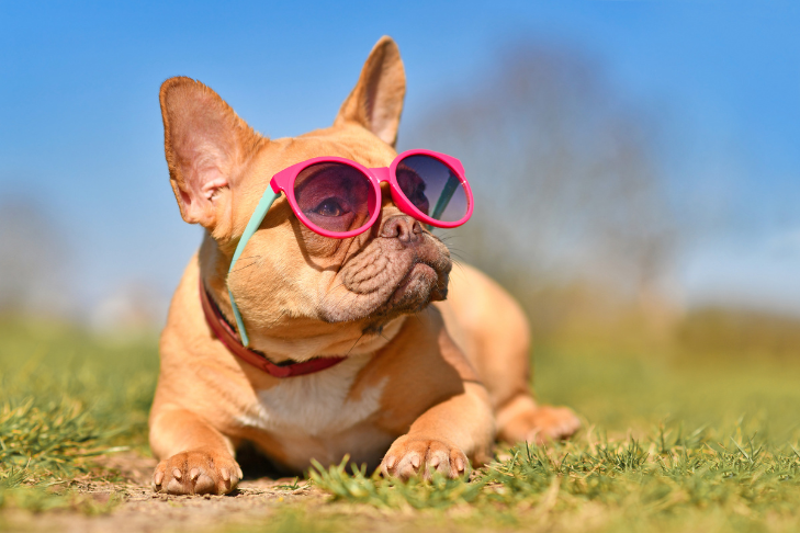 French bulldog wearing sunglasses sunbathing during the fourth of july holiday