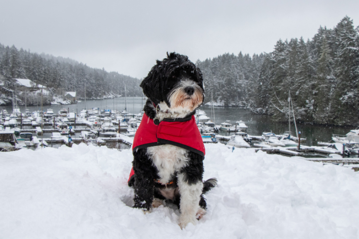 dog in red jacket in the snow