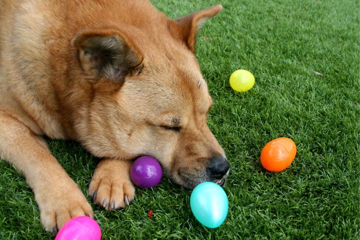 Protecting Your Pets from Easter and Springtime Dangers