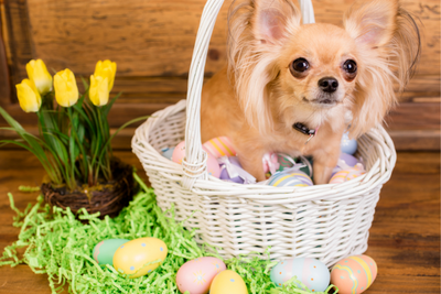 Must-Have Gifts to Make Your Pet's Easter Basket Extra Special
