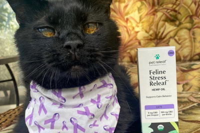 CBD Cat Treats vs. Oil: How to Choose