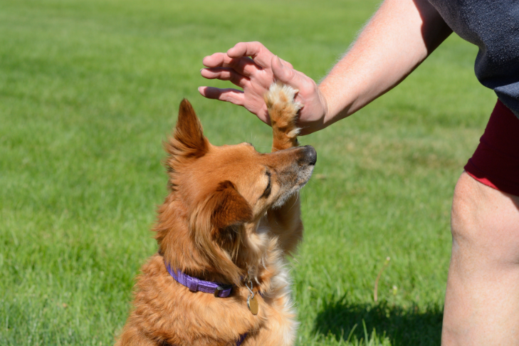 dog learning trick