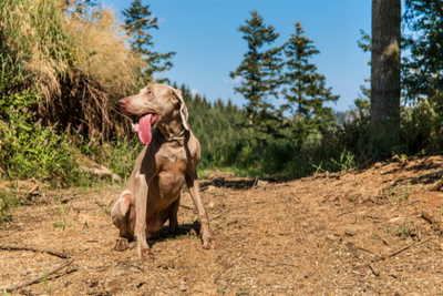 Protecting Your Pet's Skin and Coat During Summer with CBD
