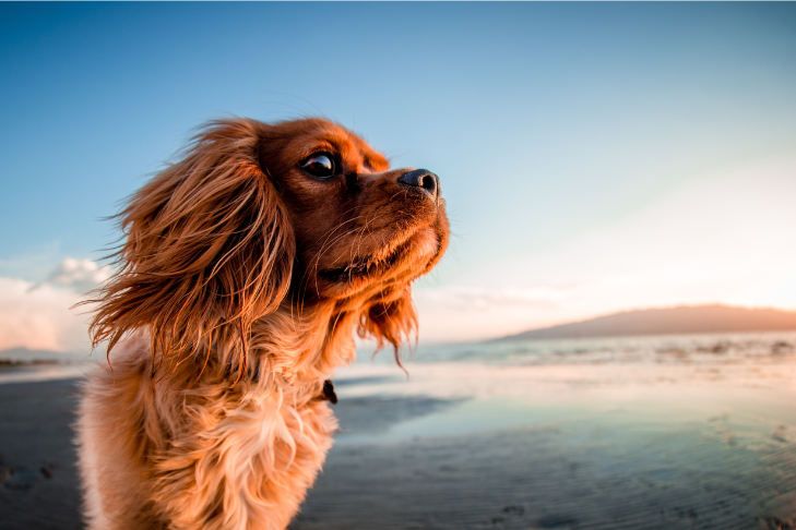 Golden Cavalier King Charles Spaniel looking off into the distance during the sunset in the sand at the beach