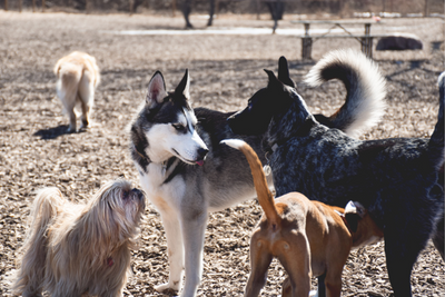 Are Dog Parks Safe?
