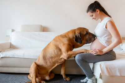 How to Prepare Your Dog for Your New Baby