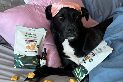How to Practice Self-Care with Your Pet