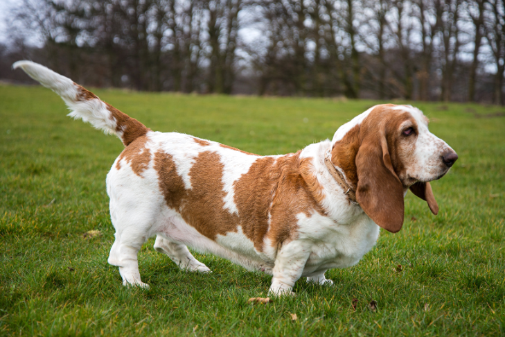 basset hound