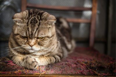 How to Help a Stressed Cat