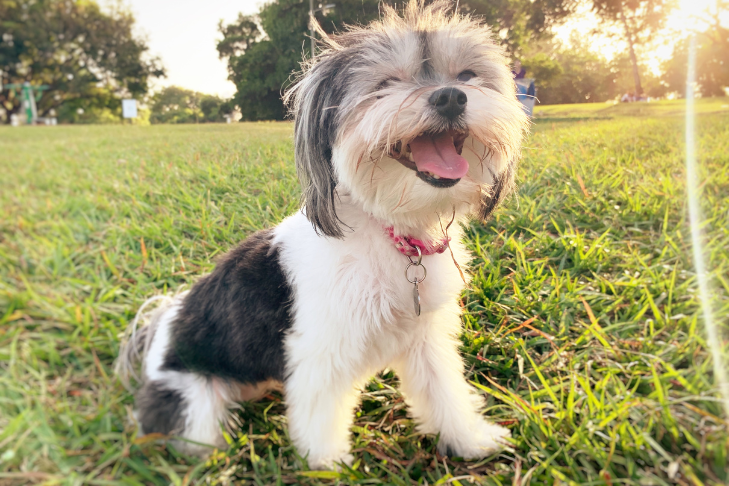 Best Shampoo For a Havanese dog grooming coat