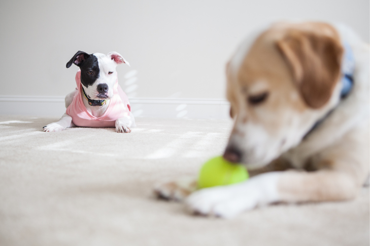 jealous pets