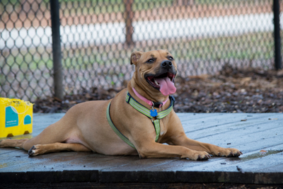 Signs Your Dog is Overheating (and What to Do if They Are)