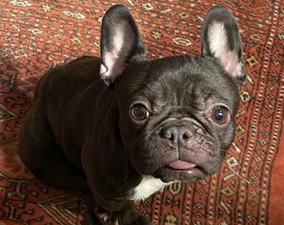 Baci’s Second Chance: How SNORT Rescue is Helping a Tiny Frenchie Thrive