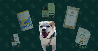 Monthly Costs for a Beagle Living in New York City