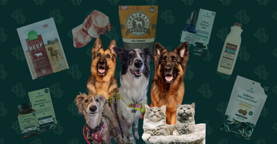 Managing Expenses for German Shepherds and a Multi-Pet Household in Houston, Texas