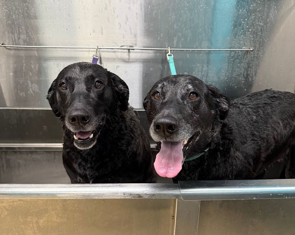Abandoned in a Forest to a Fulfilling Life: The Journey of Bud and June