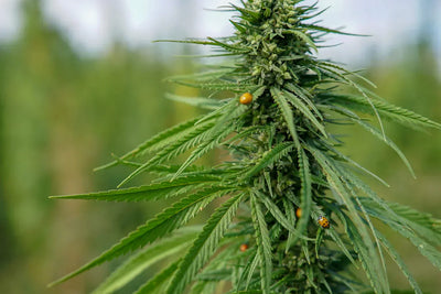 Everything About Pet Releaf's Hemp Strain for Pets