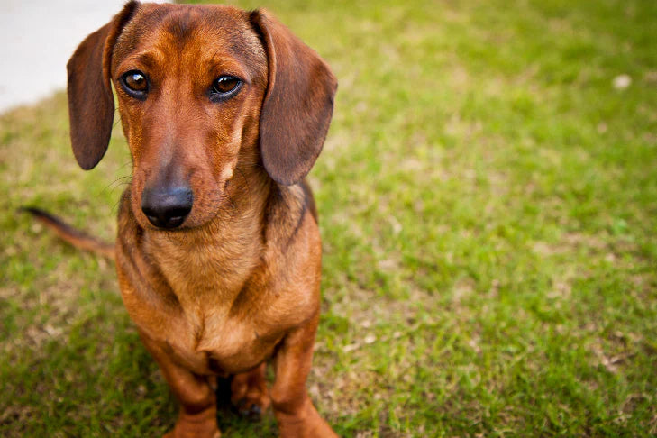 Brown dachshund sitting in grass