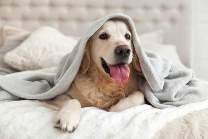 golden retriever laying in a blank smiling on the bed of a hotel