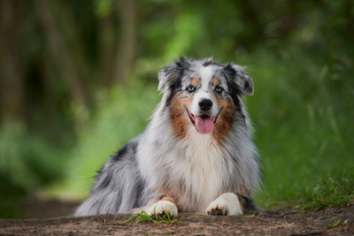 Australian Shepherd Health Issues