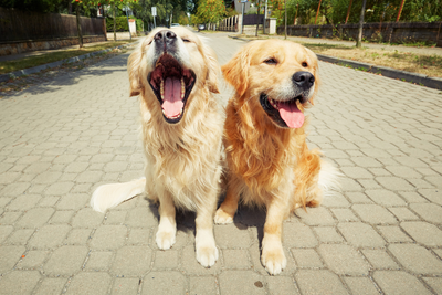 12 Summer Plans You Can Make With Your Pet