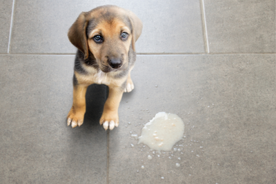 Why Is My Dog Vomiting?